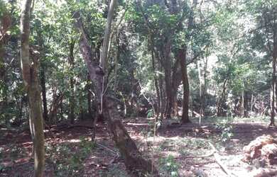 Imagem 9: Fazenda/Sítio/Chácara para venda possui 38000 metros quadrados em PORTO...