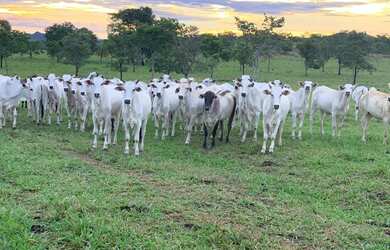 Imagem 2: Fazenda em guaianesia g.o 300 alqueirão 70.000.000.00 lean