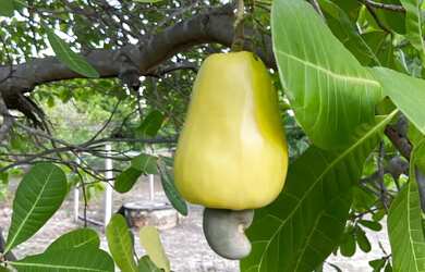 Imagem 8: Vendo, troco e negocio sítio no BOM INTENTO