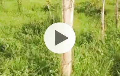 Imagem: A fazenda possui 17.000m² de Área e está localizado em Icaraí