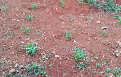 Imagem 8: Casa no jardim Curitiba. 240m² de Área, 2 Vagas na garageme2 Dormitórios