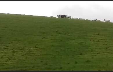 Imagem 3: VENDO FAZENDA 250 TAREFAS NA MELHOR REGIÃO DO ESTADO