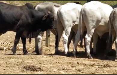 Imagem 1: VENDO FAZENDA 250 TAREFAS NA MELHOR REGIÃO DO ESTADO