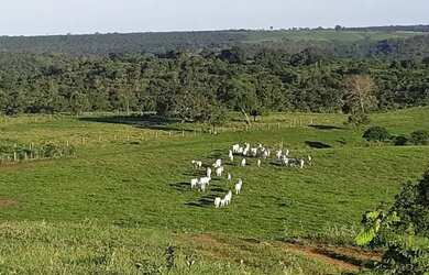 Imagem 10: . Uma Fazenda 110 alqueires 67 km de Porto Nacional