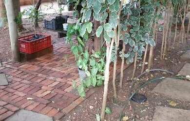 Imagem 6: Chácara em Luzimangues. Piscina, Churrasqueira, Vista para o lagoe4.000m²...