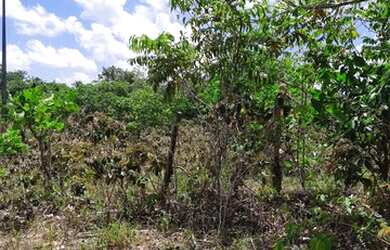 Imagem: A fazenda possui 48m² de Área e está localizado em Nazaré