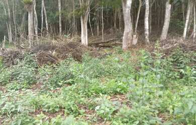 Imagem 3: Oportunidade 3 mil mts 57 mil reais