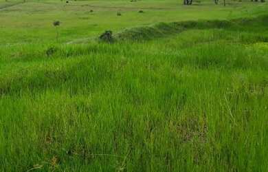 Imagem: A fazenda possui 800m² de Área e está localizado em Mucajaí