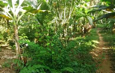 Imagem 9: Juquitiba município de interesse turismo terreno 29 mil reais