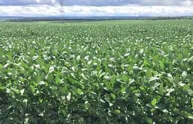 Imagem 3: Fazenda c/ 720he, sendo 500he em lavoura, Município de Rondonópolis-MT