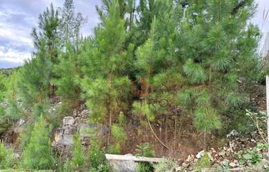 Imagem 6: Terreno à Venda em Gramado