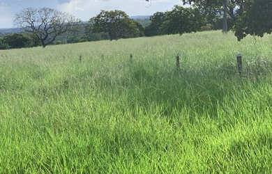 Imagem: A fazenda possui 290m² de Área e está localizado em Brasnorte