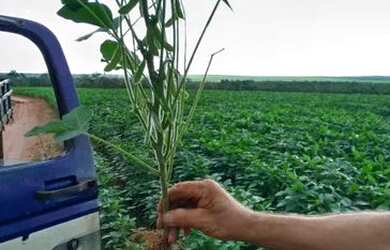 Imagem 5: .Uma excelente Fazenda 115 alqueires 48 km de Santa Maria To 3