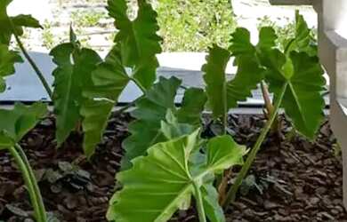 Imagem 13: Oportunidade Studio Moderno 100 Mobiliado com 1 quarto, 150m da UFSC....