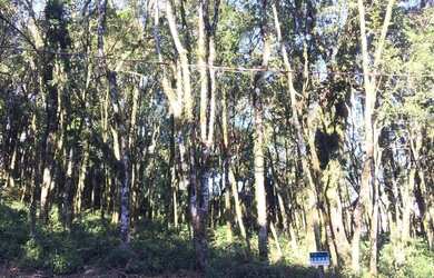 Imagem 5: Terreno à Venda no bairro Floresta em Gramado