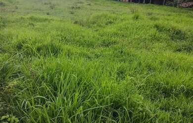 Imagem 7: Fazenda a venda no município de Sanclerlândia GO