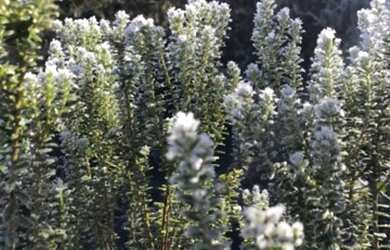 Imagem 3: Urubici - vista espetacular