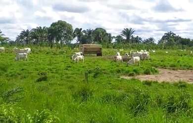 Imagem 4: Fazenda à venda, 9970400 m² por R$ 45.320.000 - Araguaína/TO