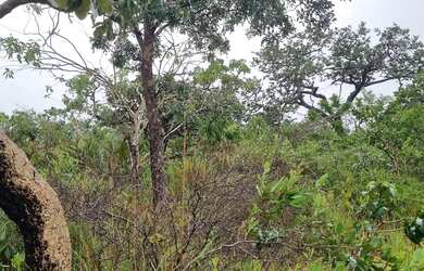 Imagem 7: Fazenda 158 hectares valor 1.120.000