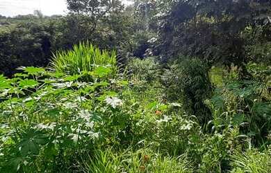 Imagem 4: Venda Commercial / Land Lot Santa Luzia MG