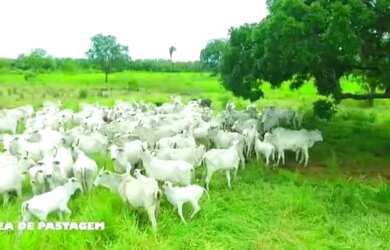 Imagem 5: Fazenda. 289m² de Área