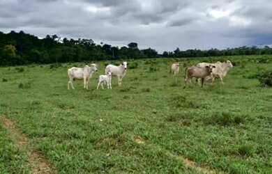 Imagem 6: .Uma excelente Fazenda 115 alqueires 48 km de Santa Maria To 3