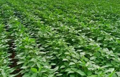 Imagem 7: .Uma excelente Fazenda 115 alqueires 48 km de Santa Maria To 3