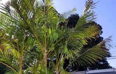 Imagem: Casa a venda Jardim Panorama Sarandi