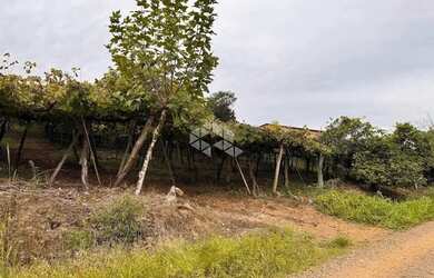 Imagem 6: Propriedade Rural com produção de Uvas e uma casa de Mista