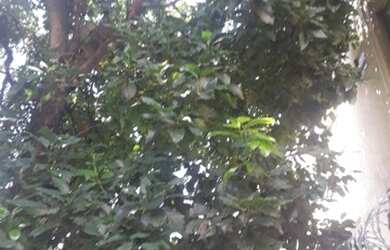 Imagem 3: Terreno à venda, 2000 m² por R$ 1.200.000 - Trevo - Belo Horizonte/MG