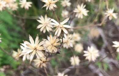 Imagem 8: Urubici - vista espetacular