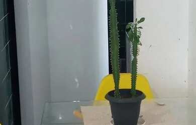 Imagem: O apartamento para alugar possui 2 Dormitórios, 1 Banheiro