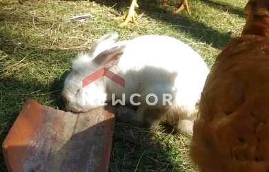 Imagem 14: Sítio em Estrada Municipal Capuava - Vila Nova Capão Bonito - Capão Bonito/SP
