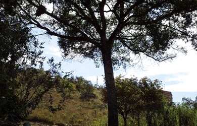 Imagem 4: vendo ou financio lote 444 metros em Juatuba bairro Dona Francisca