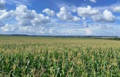 Imagem 1: Fazenda à venda, m² por R$ 68.000.000 -Tasso Fragosso/MA