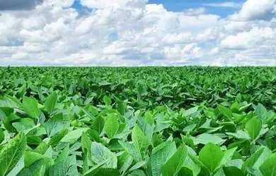 Imagem 2: Fazenda c/ 720he, sendo 500he em lavoura, Município de Rondonópolis-MT