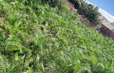 Imagem 4: TERRENO VILA FATIMA 14x36