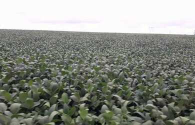 Imagem 6: Fazenda c/ 720he, sendo 500he em lavoura, Município de Rondonópolis-MT