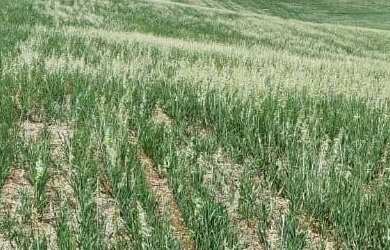 Imagem: Sítio ótima oportunidade