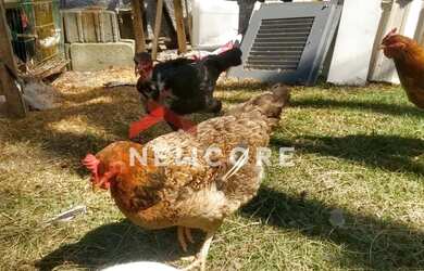 Imagem 13: Sítio em Estrada Municipal Capuava - Vila Nova Capão Bonito - Capão Bonito/SP