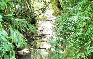 Imagem 11: Sítio / Chácara para Venda em Nova Petrópolis, Fazenda Pirajá