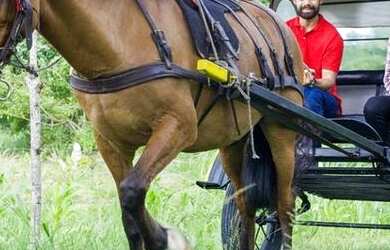 Imagem 5: Lotes na Fazenda Real Macaiba