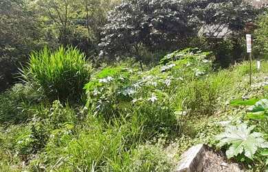 Imagem 2: Venda Commercial / Land Lot Santa Luzia MG