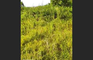 Imagem 1: Terreno em Catuama goiana Pe