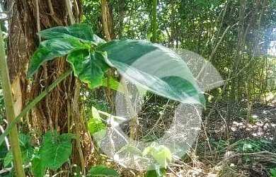 Imagem 4: Terreno à venda, 775 m² por R$ 160.000,00 - Pendotiba - Niterói/RJ