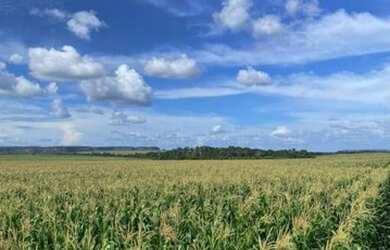 Imagem 3: Fazenda à venda, m² por R$ 68.000.000 -Tasso Fragosso/MA