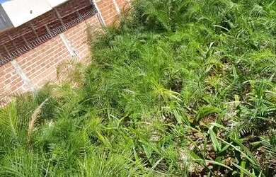 Imagem 3: TERRENO VILA FATIMA 14x36