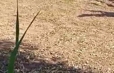 Imagem: O terreno possui 475m² de Área e está localizado em Nobres