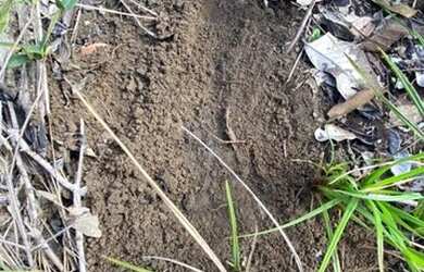 Imagem 2: Fazenda à venda, m² por R$ 68.000.000 -Tasso Fragosso/MA