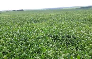 Imagem 4: Fazenda c/ 720he, sendo 500he em lavoura, Município de Rondonópolis-MT